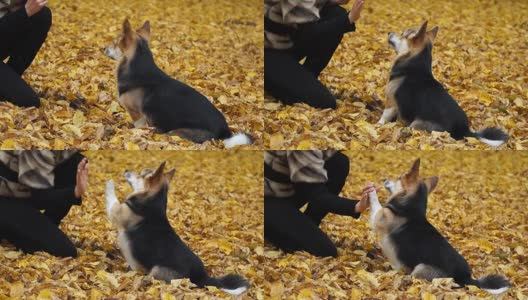 威尔士柯基犬彭布罗克执行“给五”命令。一只狗和女主人在美丽的秋天森林里散步。高清在线视频素材下载