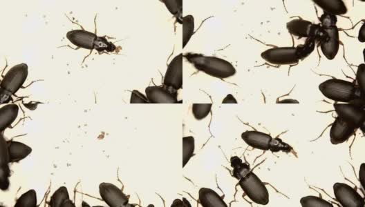 黑虫被隔离在白虫上高清在线视频素材下载