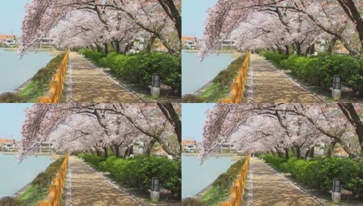 日本京都的樱花高清在线视频素材下载