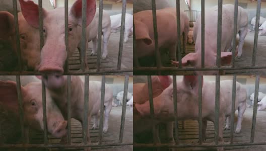 在一个工业化养猪场里，小猪们透过围栏往外看高清在线视频素材下载