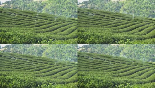 泰国湄萨隆茶园景观。高清在线视频素材下载