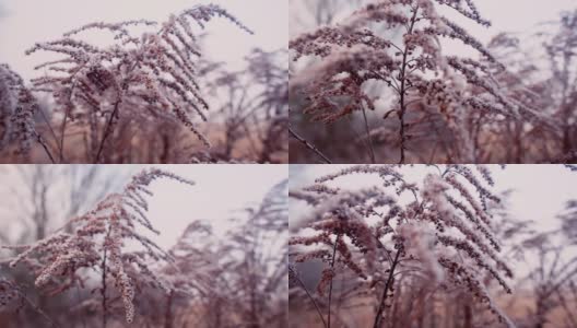 秋天的植物在初霜的雪中生长。高清在线视频素材下载