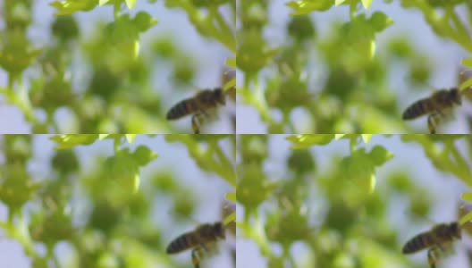 大黄蜂授粉黄花的慢动作特写宏镜头高清在线视频素材下载