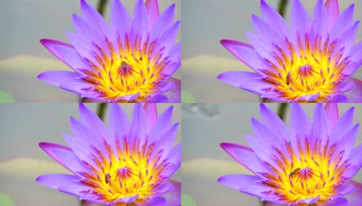 蜜蜂在池塘里盛开的紫莲花花粉上找到了甜蜜高清在线视频素材下载