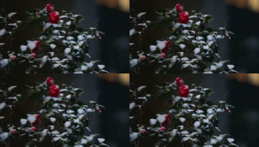 雪花落在树叶上，慢动作，玫瑰高清在线视频素材下载