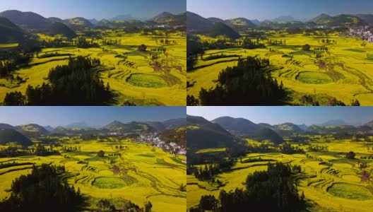 鸟瞰图无人机飞行在黄色油菜籽(油菜籽)的田野在春天，罗平，中国高清在线视频素材下载