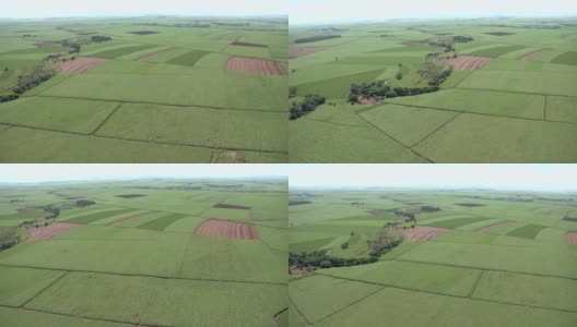 巴西甘蔗种植园的航拍图像。高清在线视频素材下载