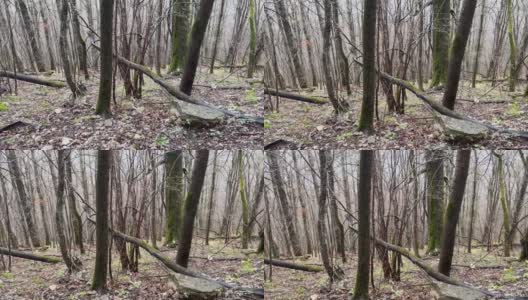 山区森林景观。春季高地的树干特写高清在线视频素材下载