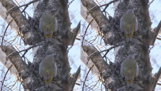 白俄罗斯林地中的灰头啄木鸟(Picus canus)高清在线视频素材下载