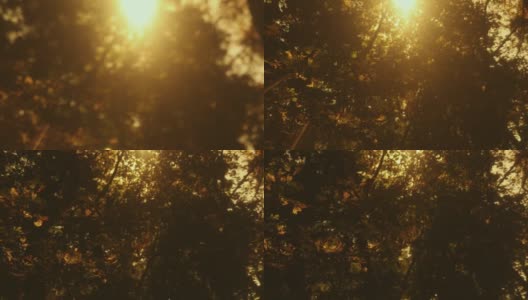 明亮的阳光或阳光的光线，阳光穿过栗树的深色叶子高清在线视频素材下载