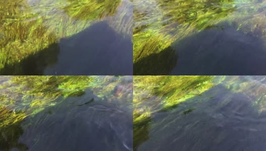 船行时，河底的水草经过高清在线视频素材下载