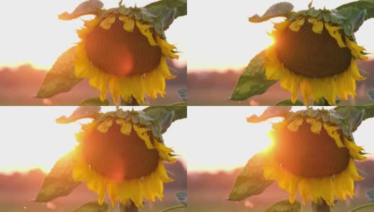 日落时成熟的向日葵。葵花籽在秋天收获高清在线视频素材下载
