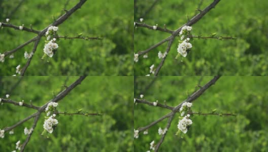 淡淡的春风吹在白花枝头高清在线视频素材下载