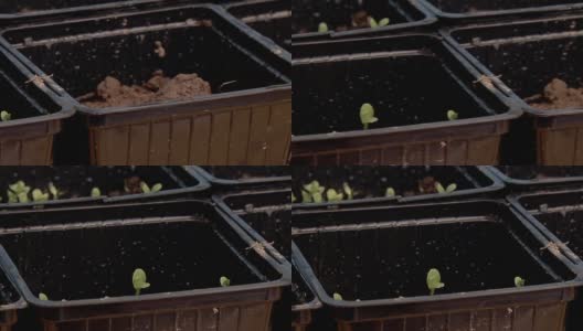 生长在小方形塑料盆里的幼苗茎。关闭了。高清在线视频素材下载