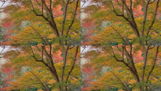 山上的树有着色彩鲜艳的秋叶高清在线视频素材下载