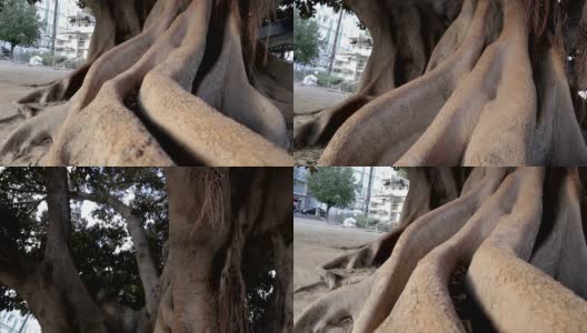 一棵老大树的根在城市-股票视频高清在线视频素材下载