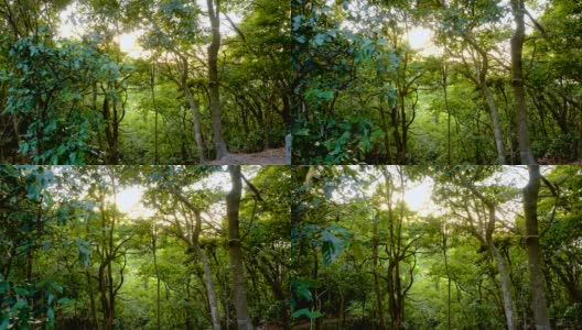 森林里的树木被阳光照耀着高清在线视频素材下载