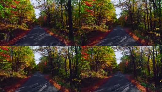 无人机低空视频。在树叶茂盛的秋天，沿着乡间小路穿过森林。科勒,宾夕法尼亚州,美国高清在线视频素材下载
