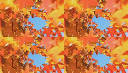 秋天，黄色和红色的枫叶高清在线视频素材下载