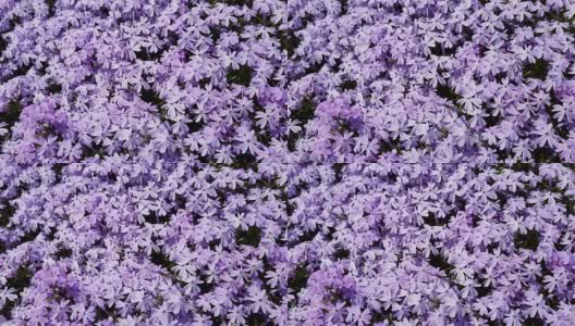 小紫罗兰覆盖着灌木高清在线视频素材下载