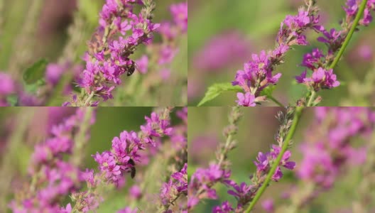 春天粉红色的花朵上飞着蜜蜂在采蜜高清在线视频素材下载