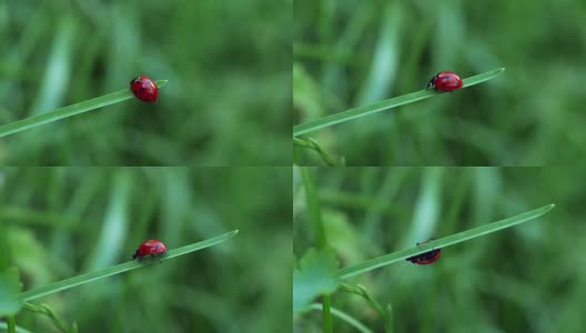 七星瓢虫在一片草叶上行走的红色瓢虫(七星瓢虫)高清在线视频素材下载