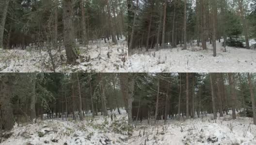 冬天森林里美丽的一天。移动相机。走在冬天的雪地里高清在线视频素材下载