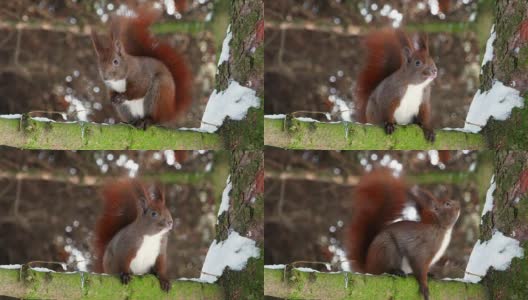 红松鼠在树木森林4k高清在线视频素材下载