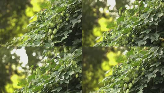 阳光明媚的日子里，绿色灌木上的啤酒花球果。模糊的背景。缓慢的运动。1080p全高清视频高清在线视频素材下载