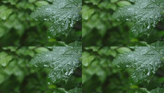 一滴雨落在枫叶上，近处高清在线视频素材下载