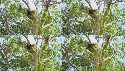 澳大利亚树公园里的考拉高清在线视频素材下载