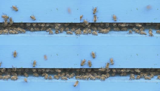 蜜蜂正在清洁木养蜂场入口高清在线视频素材下载