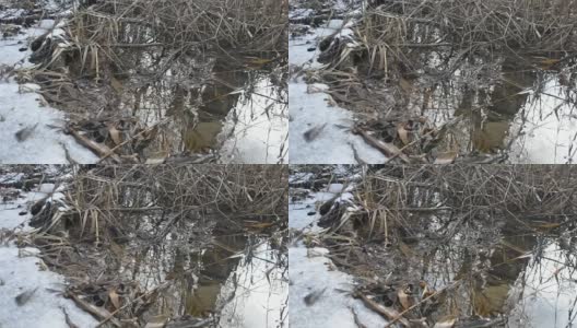 春天融冰的小溪中流动的水面高清在线视频素材下载
