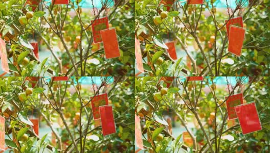 红包挂在树上在中国新年高清在线视频素材下载