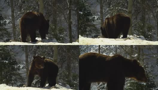 冬天的森林里有棕熊。一只熊在雪地里吃东西。高清在线视频素材下载