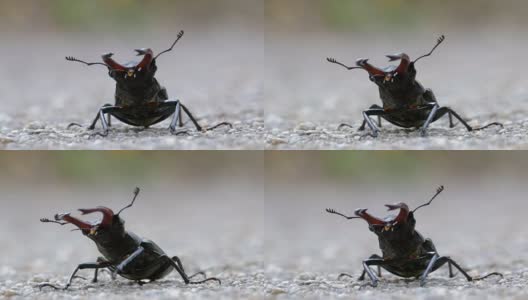 甲壳虫在柏油路上爬行。Lucanus cervus高清在线视频素材下载