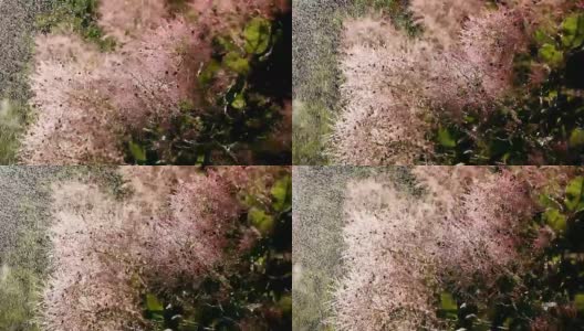 黄栌-一种美丽的粉红色小灌木高清在线视频素材下载