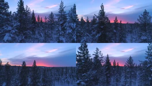 航拍:在美丽的冬季日落中，飞过白雪覆盖的云杉森林的树梢高清在线视频素材下载