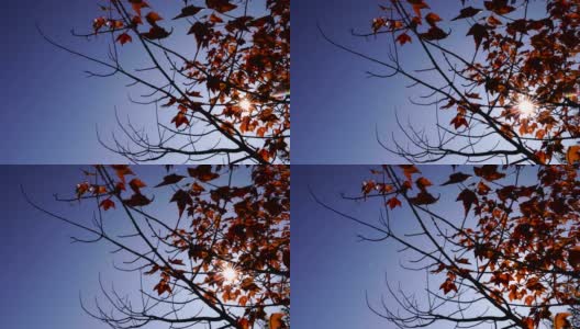 秋天的树叶，红黄相间的枫叶衬着森林高清在线视频素材下载