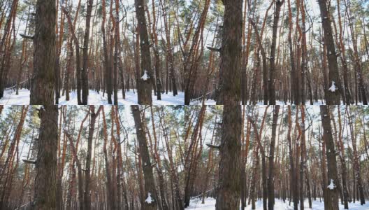 风景秀丽的松林上覆盖着皑皑白雪。明亮的阳光穿过高高的树干，照亮了树林。美丽的自然景观。冬天的概念。慢动作高清在线视频素材下载