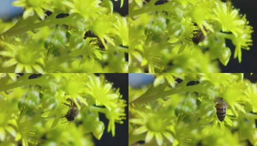 大黄蜂授粉黄花的慢动作特写宏镜头高清在线视频素材下载