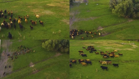 鸟瞰图的长角牛在德国高清在线视频素材下载