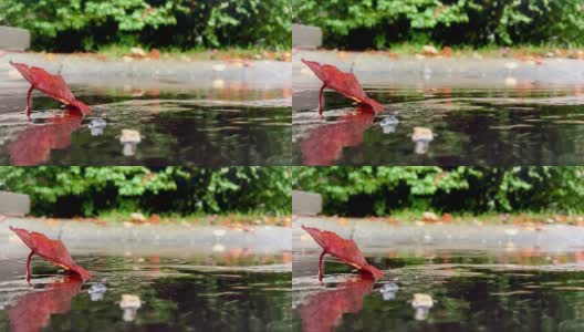 秋天的红叶前的水坑在雨天与水珠定期溅高清在线视频素材下载