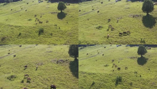 牛在草地上吃草的画面高清在线视频素材下载