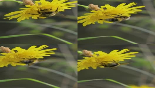 大黄蜂从蒲公英上采集花蜜。夏天，一只蜜蜂坐在阳光下的一朵花上。高清在线视频素材下载
