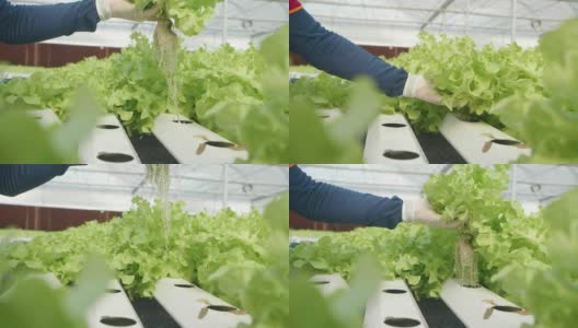 在温室里种植绿色沙拉和蔬菜的水培法。园丁们精心照料有机蔬菜。高清在线视频素材下载