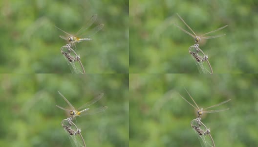 夏天栖息在树枝上的普通画翼蜻蜓。高清在线视频素材下载
