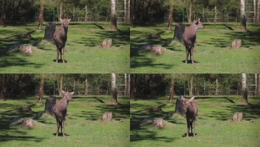 有趣的梅花鹿站在绿色的草地上。野生自然高清在线视频素材下载