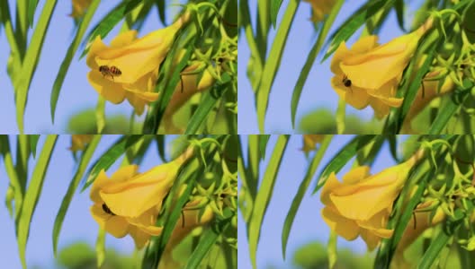 在墨西哥，蜜蜂爬着飞进黄色夹竹桃花。高清在线视频素材下载
