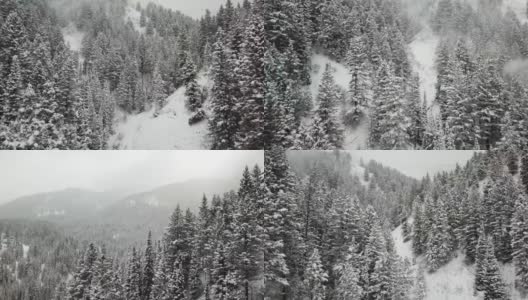 雪山松林俯视高清在线视频素材下载